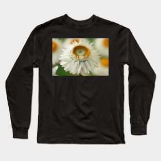 Helichrysum bracteatum  &#39;Nevada White&#39;  Everlasting flower Long Sleeve T-Shirt